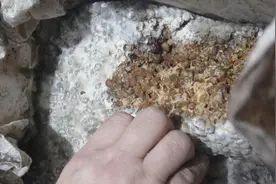 大姑回奶奶家了，进屋看年前做得东北大酱，一开箱发现长毛了？