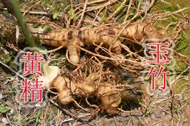 黄精与玉竹看着相似，多数人遇见分不清，通过实物对比来认识