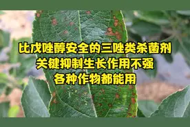 比戊唑醇安全的三唑杀菌剂，能防近百种真菌病害，各种作物都能用视频封面