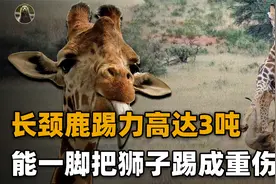 长颈鹿有多危险？体重2吨时速60公里，踢力3吨一脚把狮子踢成重伤视频封面