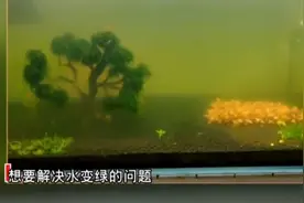 养鱼须知：鱼缸绿水是好事？水体发绿该如何处理？视频封面