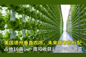 美国现代化垂直农场，占地10亩，一周可收获1.8万公斤蔬菜！视频封面