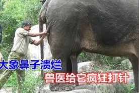 大象的鼻子出现了溃烂，兽医叔叔给它的疯狂输液，连续打了数十针视频封面