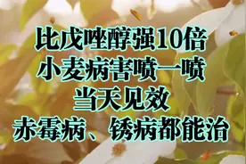 比戊唑醇强10倍，小麦病害喷一喷，当天见效，赤霉病、锈病都能治视频封面