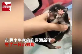 主人花300租“狗奶妈”喂狗，宠物店来电-被吃了，尸体只剩一半视频封面