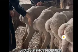 阿勒泰大尾羊，他的屁股duang x3。