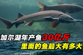 年产鱼30亿斤，最大深度1637米的贝加尔湖，里面最大的鱼有多大？视频封面