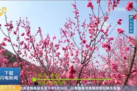 阳春三月，春暖花开！桃花、梅花争芳斗艳，一幅春日画卷映入眼帘视频封面