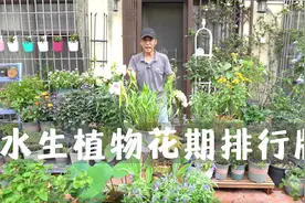 水生植物花期排行版，让你明白哪款花儿更值得养视频封面