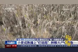 河南驻马店小麦成熟撞上“烂场雨”，种粮大户心里急视频封面
