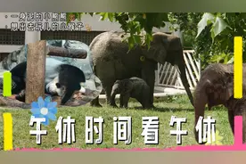 北京动物园｜关于午休时间花5块看午休这件事儿西直门萌兰越狱