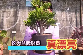 这大盆多肉吸财树形状真好，真漂亮带盆才260元，你说贵吗？