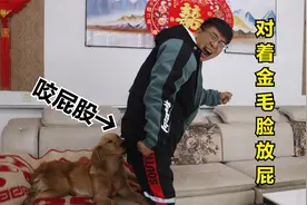 小伙趁金毛熟睡时对着它脸放屁，结果被金毛咬住屁股不放，可真疼视频封面