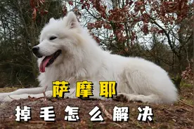 萨摩耶掉毛严重怎么解决，看这里就知道！