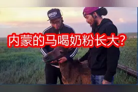 内蒙的马喝奶粉长大？小马驹人工喂养，三天一袋奶粉！