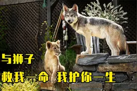 女孩捡到刚出生的小狮子，长大后狮子守护女孩一生视频封面