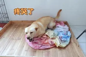 狗狗马上要生产了，肚子疼哭得嗷嗷叫，主人看着都心疼视频封面