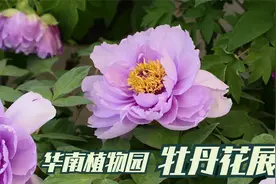广州过年，花城看花：华南植物园牡丹花展，富贵端庄，风姿卓绝视频封面