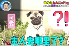 【日本整蛊综艺】狗狗被整蛊，当主人假装被抓走后，令人啼笑皆非视频封面