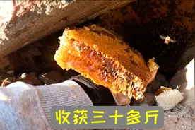 今天收获三十多斤野生蜜，晶莹剔透太漂亮了，又赚了三千块!视频封面