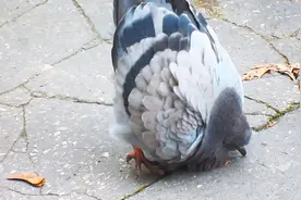 因为醉酒走红的鸽子，新西兰的路上随处可以捡到，圆滚滚的好可爱视频封面