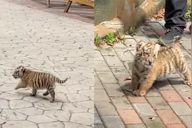 可可爱爱！一个月大“小脑斧”逛动物园，走路屁颠屁颠萌翻网友视频封面