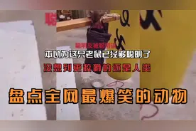 搞笑动物：狗子火场中报信救人，幸存者跪谢，感恩狗子的救命之情视频封面