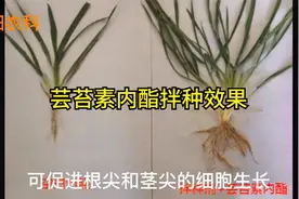 芸苔素内酯这样用，小麦根系发成堆，幼苗抗寒又抗病，还能增产视频封面