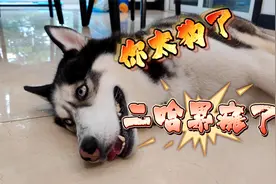 这才是二哈正确的打开方式，回家后直接瘫地上一动不动，不拆家了视频封面