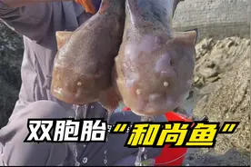 小章赶海，抓到一对双胞胎“和尚鱼”！海鳗成双成对！发财了！