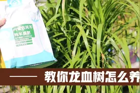 龙血树快养死了不要紧，园艺师教你，如何正确拯救它视频封面