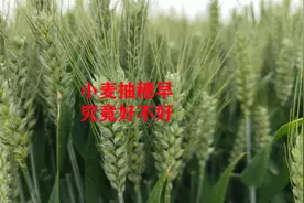 谷雨刚过，小麦已经抽齐穗，小麦抽穗早好不好视频封面