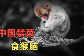 中国禁菜“食猴脑”，后人却不敢尝试，吃它真的有好处吗？视频封面