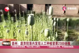 德州一男子在废弃院落种植罂粟2300余株，只为幼苗能蘸酱吃？视频封面