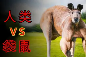 被袋鼠攻击该如何逃生？袋鼠的攻击力有多强，人类能单挑袋鼠吗