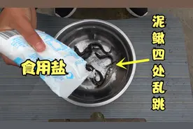 盐巴撒在活蹦乱跳的泥鳅身上，几秒后泥鳅四处乱跳，场面太刺激了视频封面