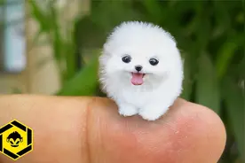 盘点世界上最小的6种狗狗，有你想养的吗？