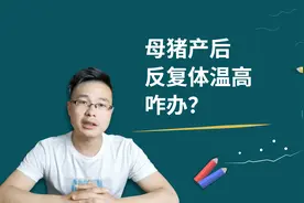 母猪产后40度，一直退不下咋办？别急，专业兽医是这样处理的视频封面