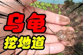 泥水养龟好？我家花龟直接在水下的泥里刨了条地道出来视频封面