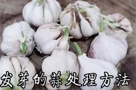 发了芽的大蒜不要扔，大厨教你制作一天变绿的腊八蒜，酸辣甜脆视频封面