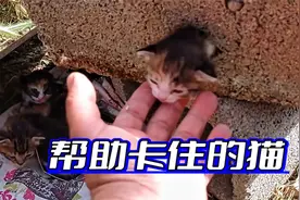 小猫咪的头卡在空心砖的洞口，男子发现后用工具将它解救了出来视频封面