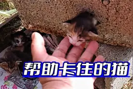 小猫咪的头卡在空心砖的洞口，男子发现后用工具将它解救了出来视频封面