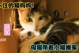 母猫叼着小猫找主人开门，闲不住的猫妈妈，一个星期的小猫好可爱