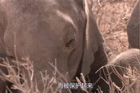 大象肉能吃吗？非洲那么多的象，会不会把它们吃了？视频封面