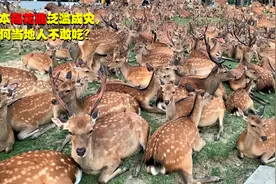 日本梅花鹿泛滥成灾，破坏农田、街头抢食物，为何当地人不敢吃？视频封面