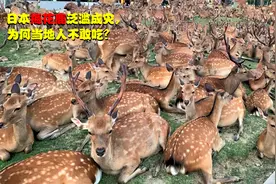 日本梅花鹿泛滥成灾，破坏农田、街头抢食物，为何当地人不敢吃？视频封面