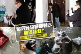 拯救武汉断水绝粮的宠物，不单是拯救生命，还有生活的希望视频封面