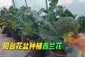 花盆拿来种西兰花，即享受了种植的过程，又收获了可口的新鲜蔬菜视频封面
