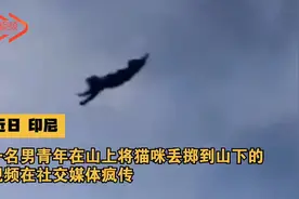 残忍！男子为博眼球将猫高高抛起丢下山 被捕后录视频道歉视频封面