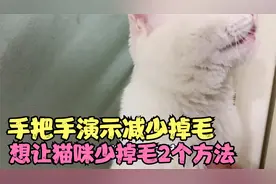 猫咪掉毛很烦人，2个方法手把手教您，怎么做减少猫咪掉毛视频封面